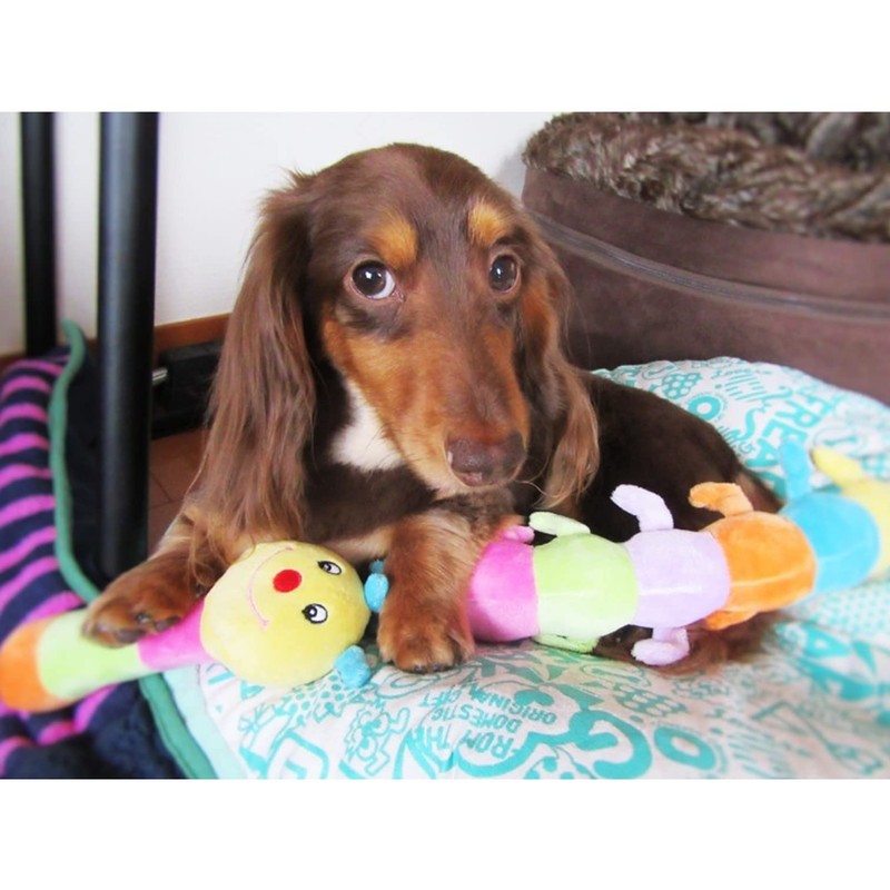 PLATZ PET SUPPLIS&FUN Dog Toy Small Dog Caterpie Jr.