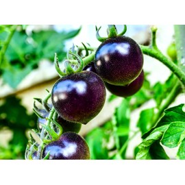Seeds Blue Tomato 20+ Seeds to Grow Heirloom Dark-Blue Tomato