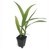 Orchids Spathoglottis plicata Purple Ground Orchid Live Plant Indoor Outdoor