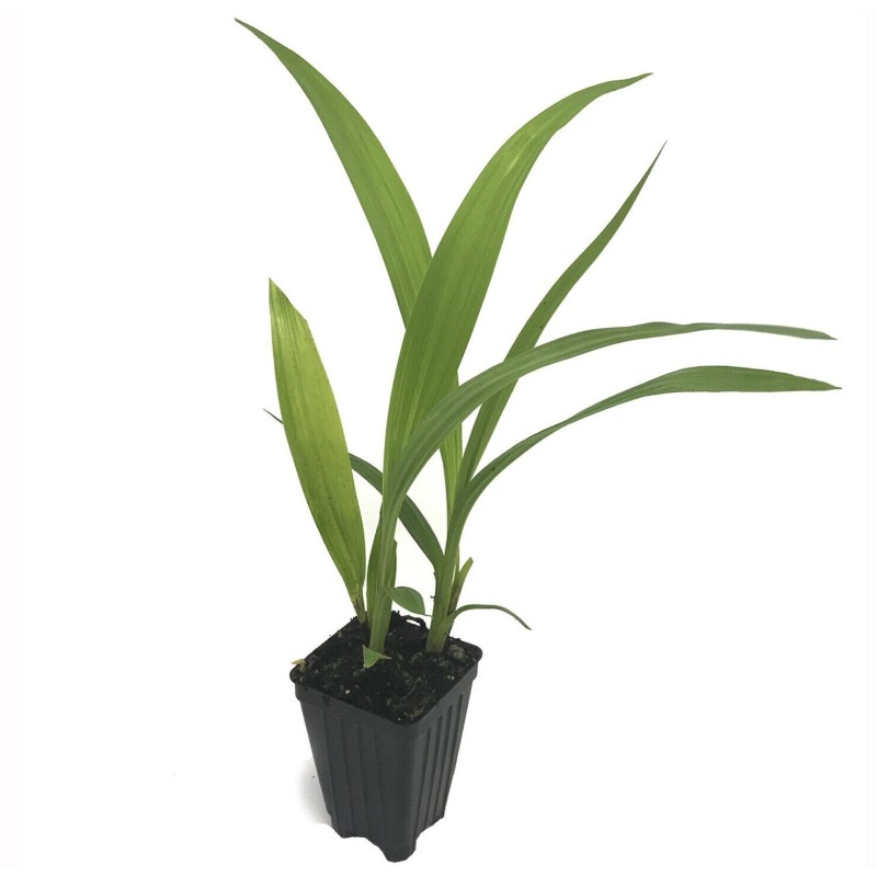 Orchids Spathoglottis plicata Purple Ground Orchid Live Plant Indoor Outdoor