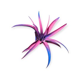 It Blooms Rainforest Grown Capitata Cotton Candy Enhanced Air Plant - Live Tillandsia - 5 to 8 inches - 30 Day Guarantee