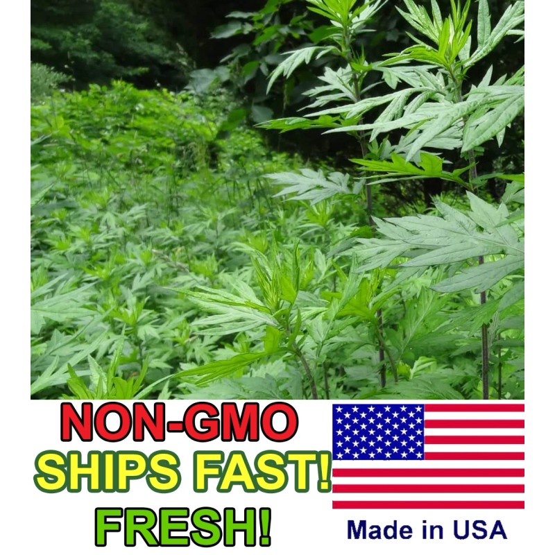 Honest Seed Co Mugwort Seeds (Artemsia-Vulg - 5000+
