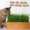 BENPIN Wooden Cat Grass Planter (no Seeds Included) with Potting