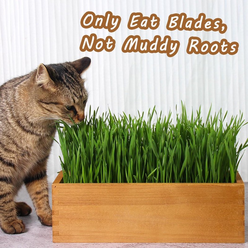 BENPIN Wooden Cat Grass Planter (no Seeds Included) with Potting