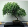 CZ Grain Bonsai Dwarf Weeping Willow Tree - Large Thick