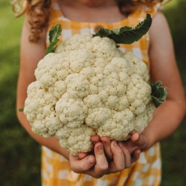 Amazing Cauliflower - 50 Seeds - Reliable Easy Growing Cauliflower Variety, Large White Crowns, Non-GMO Heirloom Cauliflower Seeds for Planting in The Home Garden, Thresh Seed Company