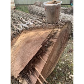 American Pure Black Walnut FINE SAWDUST - 3 Quarts / SEE DESCRIPTION / Deep Rich Walnut