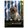 Labrador Welpen (Wandkalender 2025 DIN A4 hoch), CALVENDO Monatskalender [Calendar]