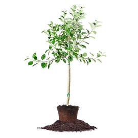 Golden Delicious Apple Tree - Size: 3-4', Live Plant, Includes Special Blend Fertilizer & Planting Guide