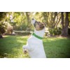FRIENDLY (Known as Friendly) Green Colour Coded Neoprene Padded Dog