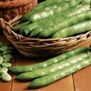 Viridis Hortus - Broad Bean Aquadulce Claudia - 40 Vegetable