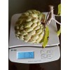 Fresh 15 Organic Sugar Apple Seeds | Annona Squamosa Custard