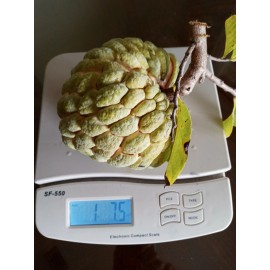 Fresh 15 Organic Sugar Apple Seeds | Annona Squamosa Custard Apple | Mảng cầu dai 2025