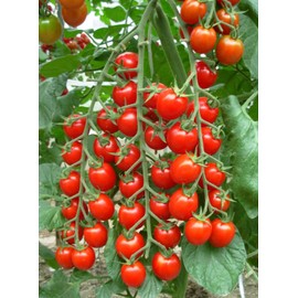 Seeds4planting - Seeds Red Cherry Tomato Tall Bush Heirloom Vegetable Non GMO