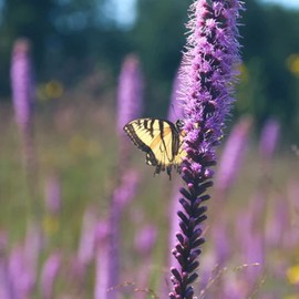 CHUXAY GARDEN Liatris Spicata-Dense Blazing Star,Prairie Feather 50 Seeds Perennial Herb Flowering Plant Attract Butterflies Grows in Garden and Pots Low-Maintenance