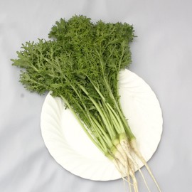 Mustard Seeds - Golden Frill - 2 g Packet ~500 Seeds - Non-GMO, Heirloom - Vegetable Garden & Microgreens