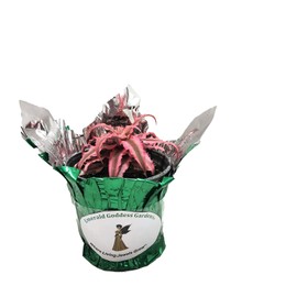 Earth Star Pink Starlite Tropical Terrestrial Bromeliad Live Plant Variegated Blush Red Green Leaf Starter Size 4 Inch Pot Emerald R