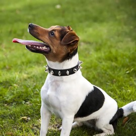 Spike Collar for Dogs, Spiked Cat Collar, Puppy Collar Boy Spiky Stud Studded Rivet Pu Leather Mushroom Pet Collars Adjustable for XXS XS Small Medium Breed,Black M