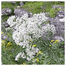 Everwilde Farms - 1 Oz Tall Boneset Native Wildflower Seeds - Gold Vault