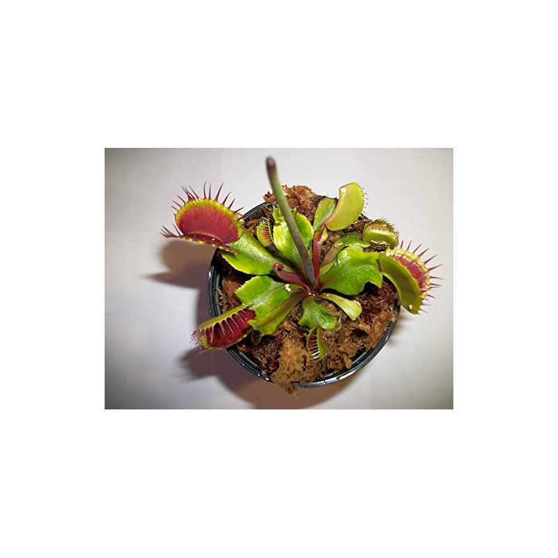 Adult Sized Venus Flytrap - Fly Trap - (Dionaea Muscipula)