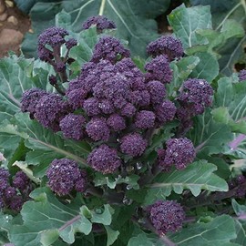 Broccoli Purple Sprouting 300 - 16,000 Seeds Cold Hardy! Bulk Non-GMO Rare Fun! (8000 Seeds)