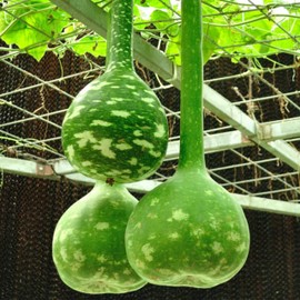 KVITER 10 Dipper Gourd Seeds - Ideal for Fruit and Vegetable Enthusiasts, Seasonal and Beginner Gardeners - 12 Inch Long Necks, 5-7 Inch Bulbs, Full Sun Outdoor Planting - USDA hardiness zones 3 to 10