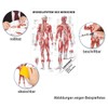 Sport-Tec Muscle System Mini Poster Anatomy 34 x 24 cm