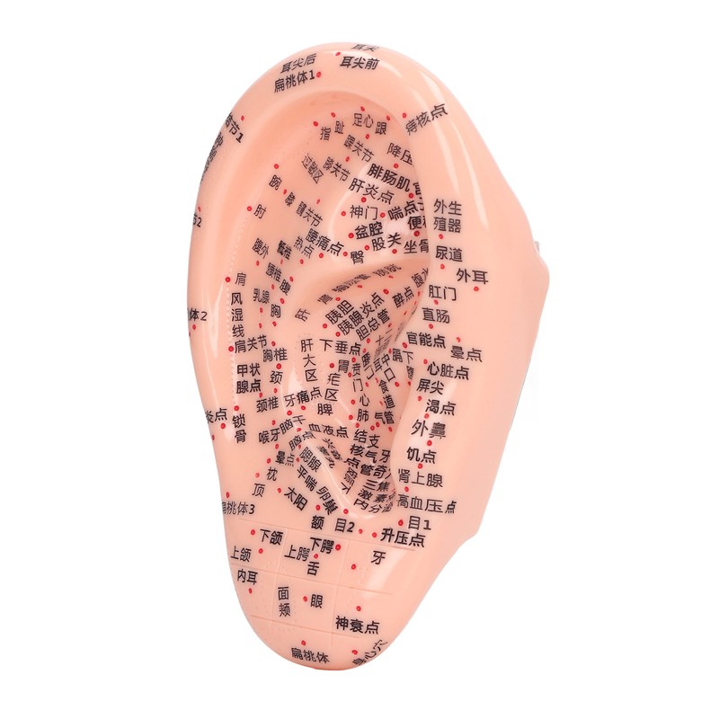 6.7in Ear Acupuncture Model Silicone Engraving Ear Massage Acupuncture Model