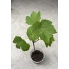 Grape Plant With Pot 10” Cutting Vine Sweet Seedless Ready