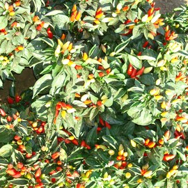 Little Elf Ornamental Hot Pepper Seeds - 0.25 Oz ~1250 Seeds - Non-GMO, Heirloom - Vegetable Garden - Capsicum annuum