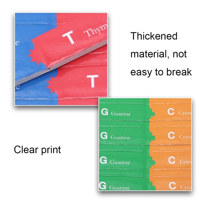 DHinkyoung DNA Model Double Helix Model Component Human Genes DNA