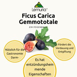 Lemuria - FICUS CARICA - For better digestion - Total extract, dietary supplement based on plants and derivatives - 100 ml