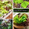 Sow Right Seeds - Bulk Mixed Heirloom Lettuce Seeds for