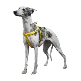 ZOOLAND No Pull Dog Harness, Easy Walk Puppy Soft Basic Harness for Small Medium Dogs Outdoor Walking YELLOW Medium