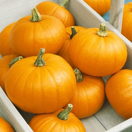Autumn Gold Bush F1 Hybrid Pumpkin Seeds - 4 Oz ~800 Seeds - Non-GMO, F1 Hybrid - Vegetable Garden - Cucurbita Pepo
