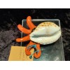 Orange Octopus Cowrie Shell