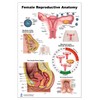 Blue Tree Publishing Female Reproductive Anatomy Poster