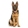 Cardboard People German Shepherd Life Size Cardboard Cutout Standup -