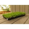Zoysia Sod Plugs - 36 Large 3" x 3" Plugs