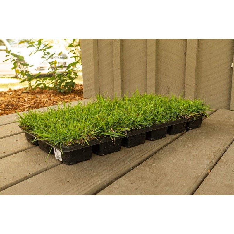 Zoysia Sod Plugs - 36 Large 3" x 3" Plugs