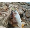 tomtask Shrimp Worm Soft Lures Fishing Lures Fishing Bait Soft