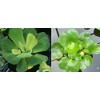 2 Water Lettuce + 2 Water Hyacinth Bundle - Floating