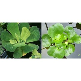 2 Water Lettuce + 2 Water Hyacinth Bundle - Floating Live Pond Plants