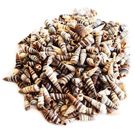 4 oz (600) Tiny"Little Unicorn" Shells (1/2") Beach Wedding Crafts Rhinoclavis Vase/Bottle Filling