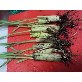 8 LIVE Rooted and Sprouted Lemongrass Stalks Cymbopogon Herb Sereh Plant