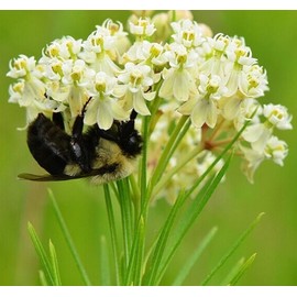 Whorled Milkweed Butterfly Asclepias verticillata Premium Seeds for Planting Packet Monarch