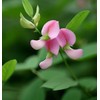 Lotus tetragonolobus (Squarepod Deervetch) Flower Seeds, Attractive, Bright Red to