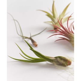 Shop Succulents | Live Air Plants Hand Selected Assorted Variety of Species, Tropical Houseplants for Home Décor and DIY Terrariums, 5-Pack,