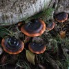 Mini Reishi Mushroom Wall Shelves, Premium Simulation Mushroom Shelf Decoration