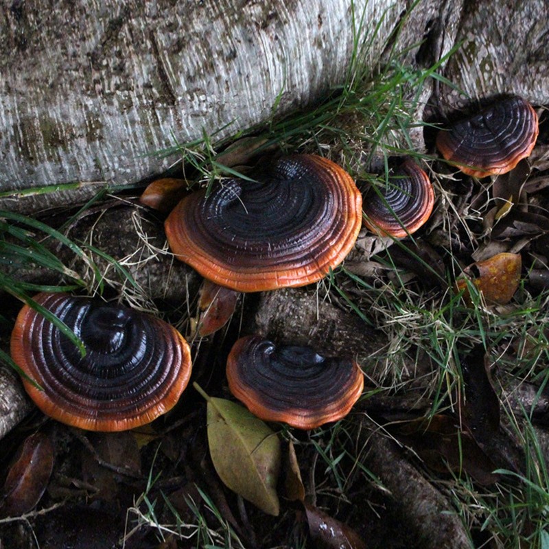 Mini Reishi Mushroom Wall Shelves, Premium Simulation Mushroom Shelf Decoration